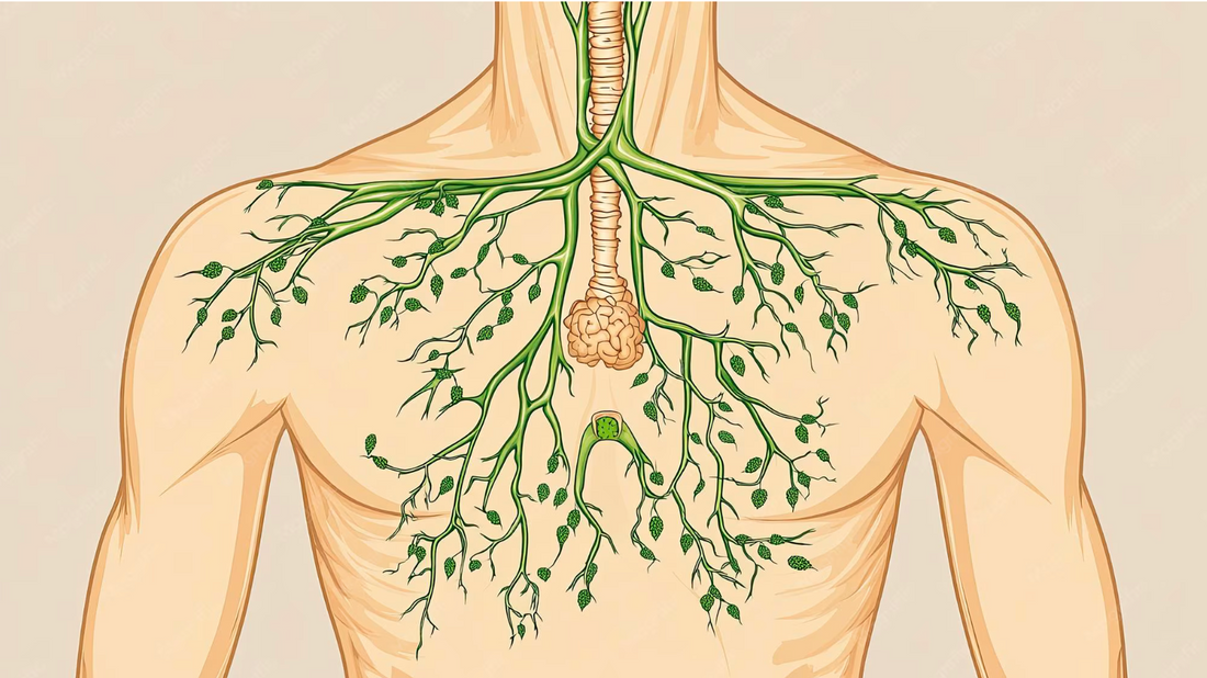 What Is the Lymphatic System and How Does It Work?