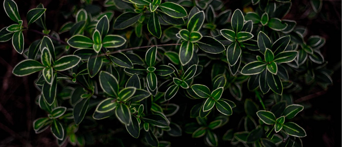 Cleavers Tincture: The Traditional Lymphatic Herb