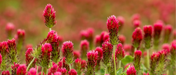 Red Clover and Circulation: What the Herb Is Used For