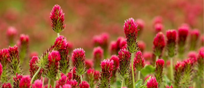 Red Clover and Circulation: What the Herb Is Used For