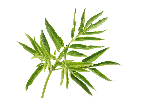 Cleavers Aerial Parts