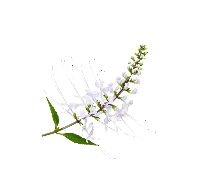 Stillingia Root