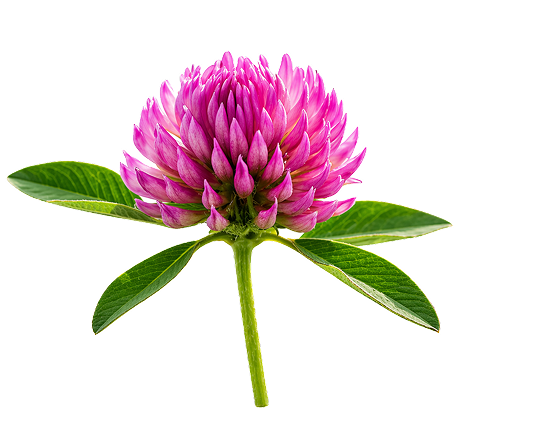 Red Clover Blossom