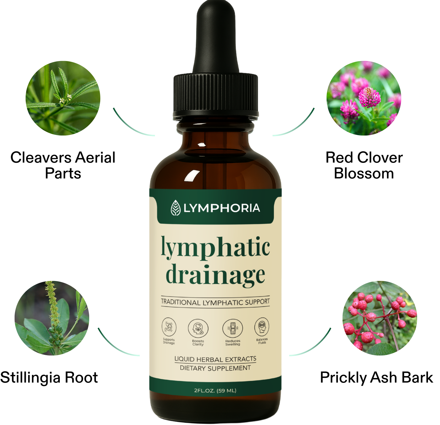 Lymphoria botanical formula overview with Cleavers Red Clover Stillingia and Prickly Ash