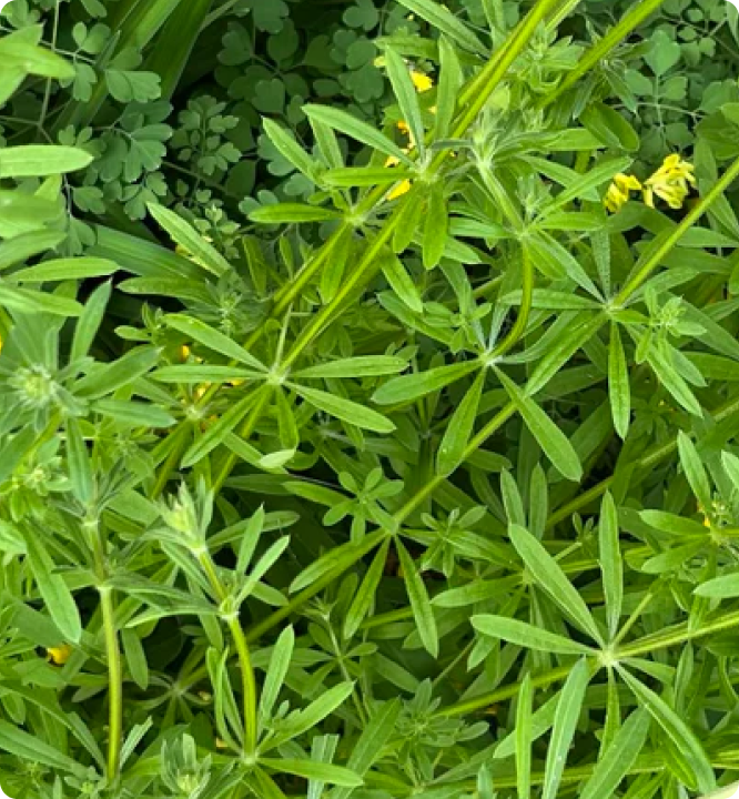 Close-up of green leafy plants with small yellow flowers.
