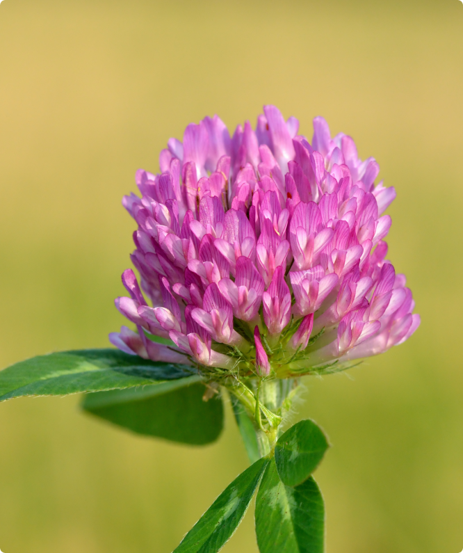 Close-up of a pink flower with green leaves on a blurred green background
