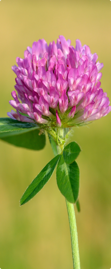 Close-up of a pink clover flower with green leaves on a blurred green background