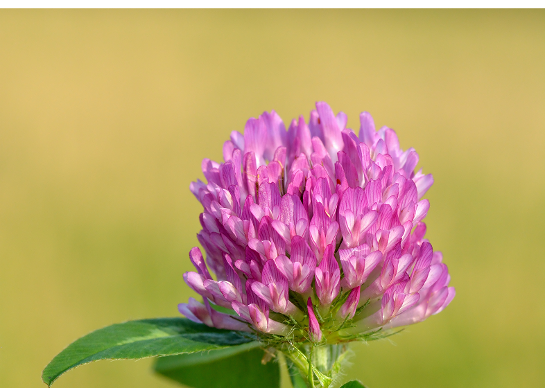 Close-up of a pink clover flower with a blurred green background